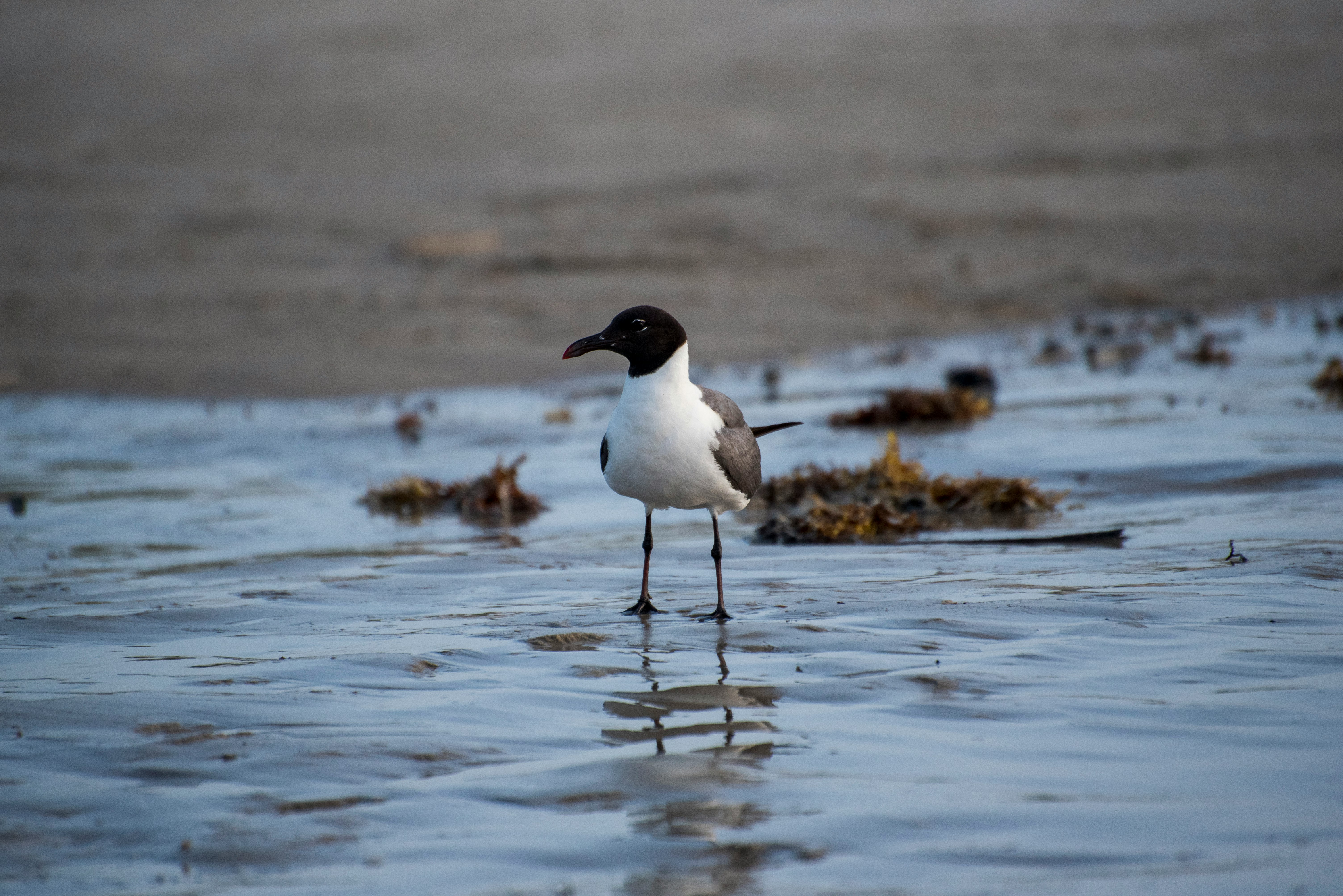 white and black bird on water during daytime